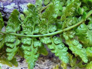 Asplenium obovatum