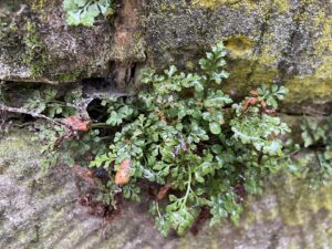 Asplenium ruta-muraria