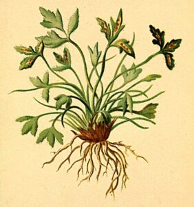 Asplenium seelosii