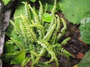 Asplenium viride