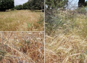 Aegilops peregrina