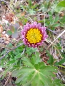 Aster alpinus subsp. alpinus