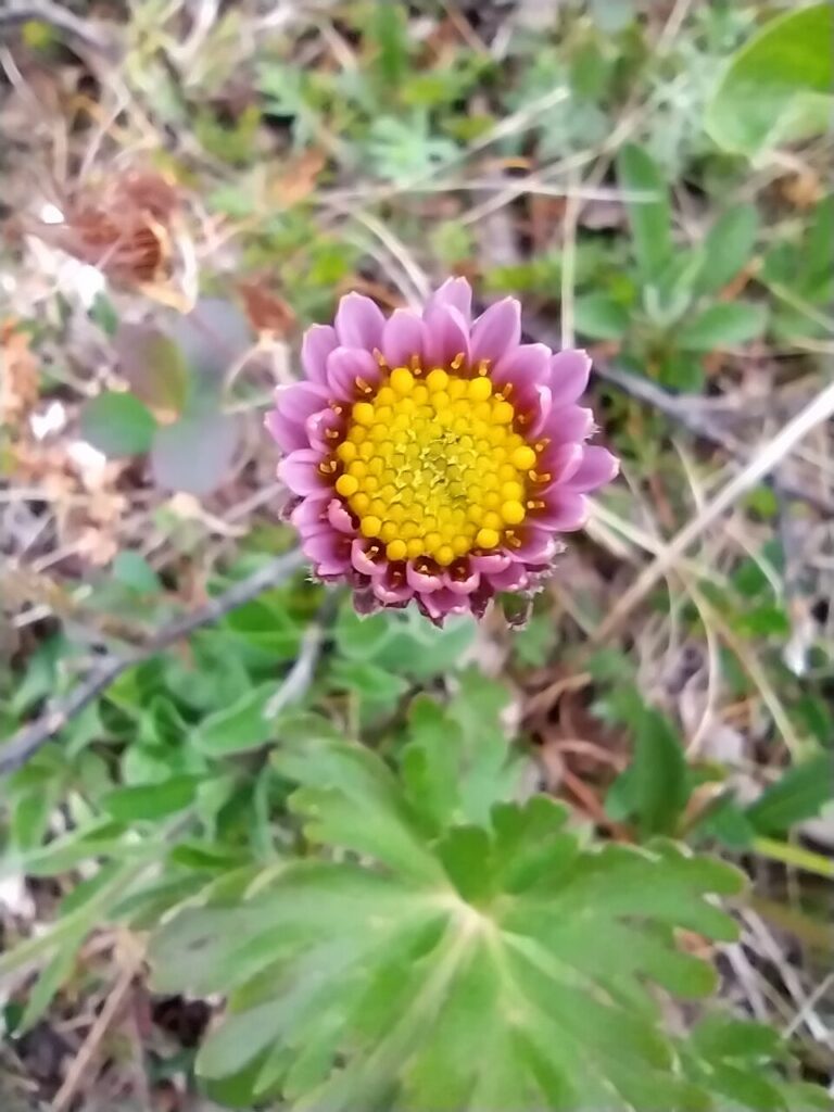 Aster alpinus subsp. alpinus