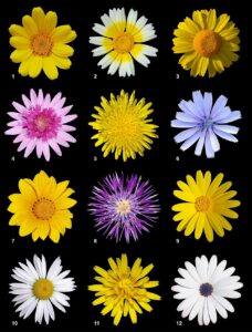 Sonchus oleraceus