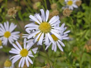 Aster incisus
