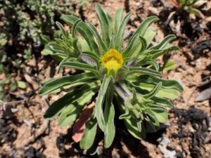 Asteriscus aquaticus