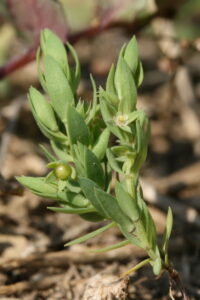 Asterolinon linum-stellatum