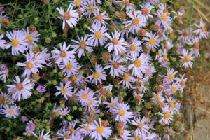 Asterothamnus heteropappoides