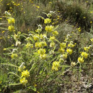 Astragalus alopecuroides