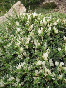 Astragalus angustifolius