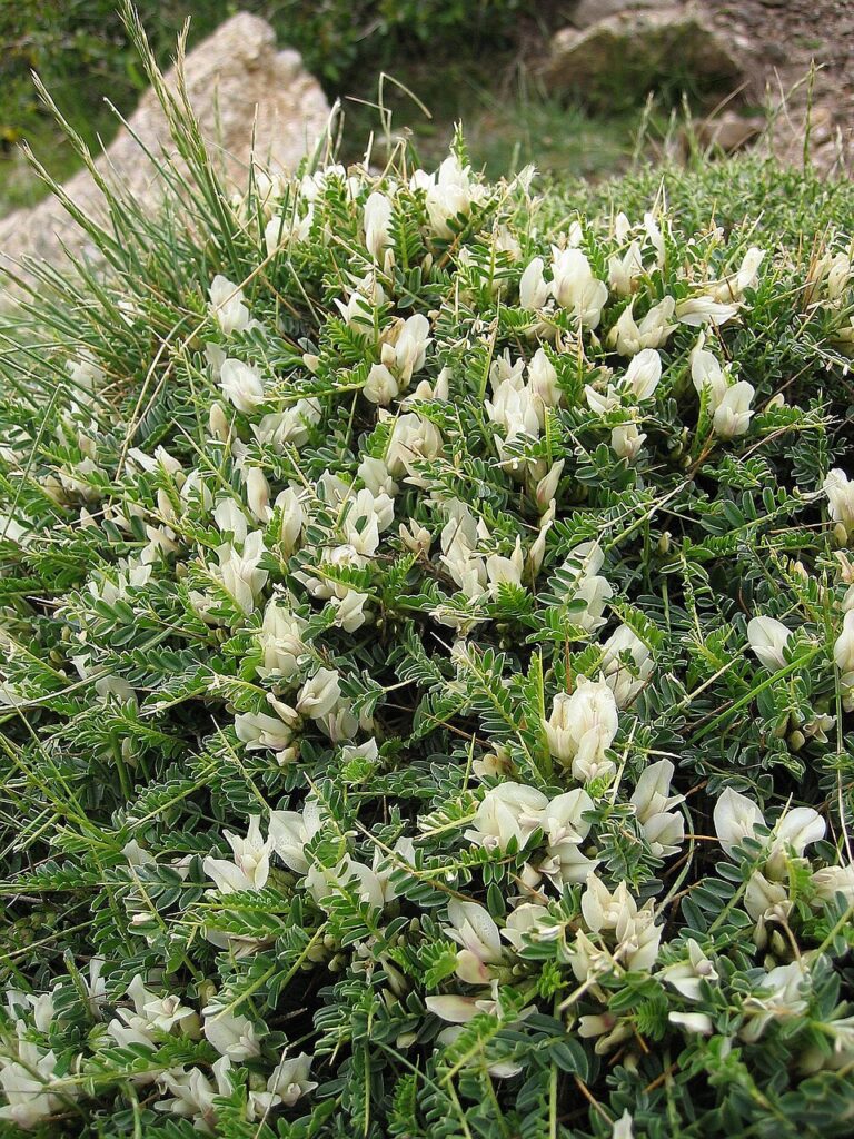 Astragalus angustifolius