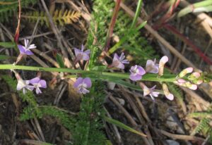 Astragalus sulcatus