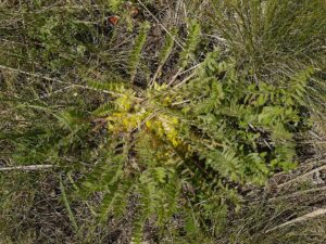 Astragalus buchtormensis