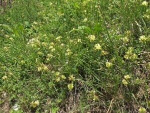 Astragalus calycinus