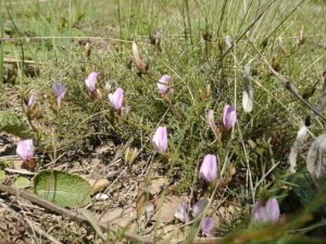 Astragalus corniculatus