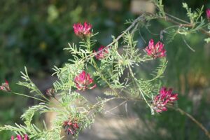Astragalus cornutus
