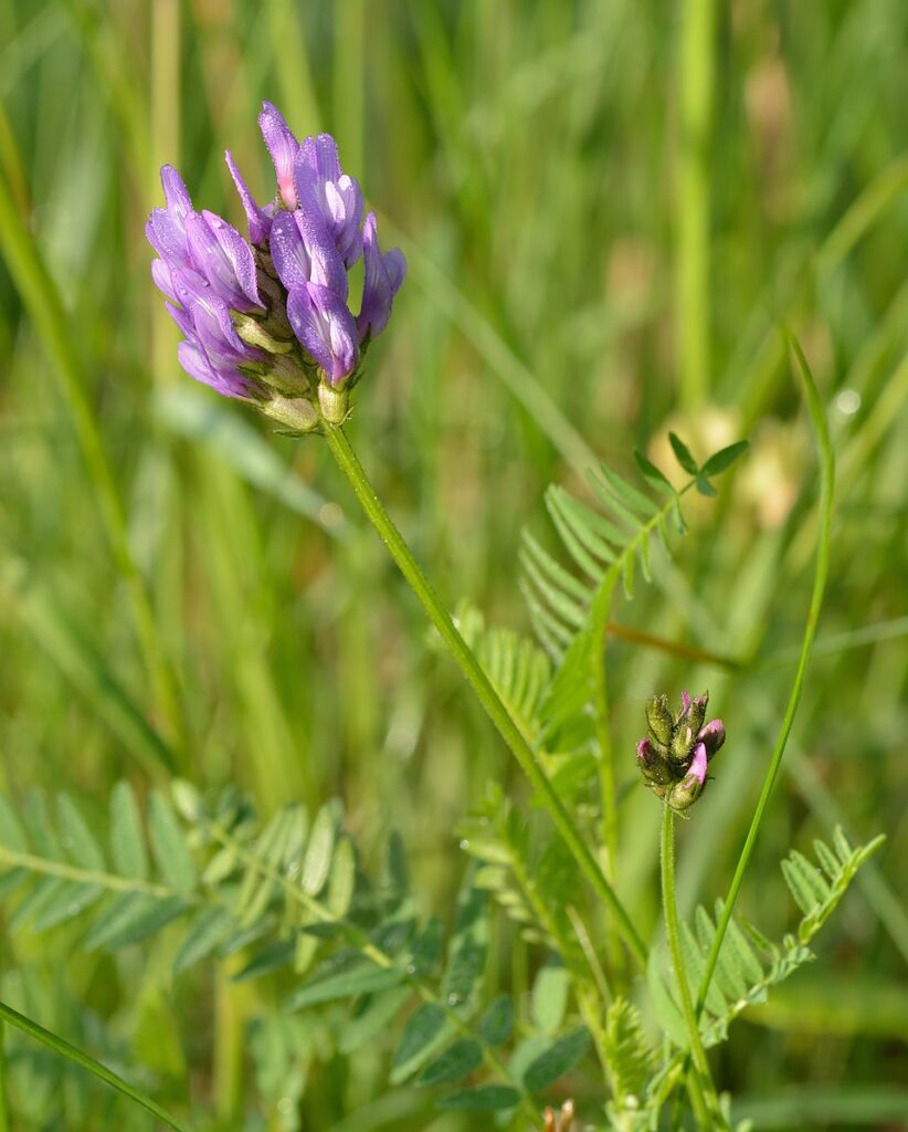 Astragalus danicus