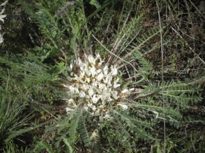 Astragalus dolichophyllus