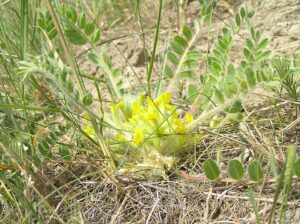 Astragalus exscapus