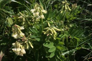 Astragalus frigidus
