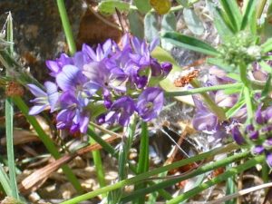 Astragalus glaux