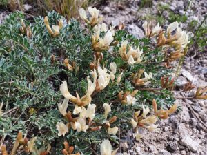 Astragalus helmii