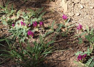 Astragalus hypoglottis