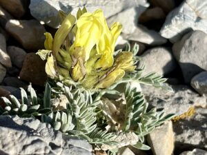 Astragalus idaeus