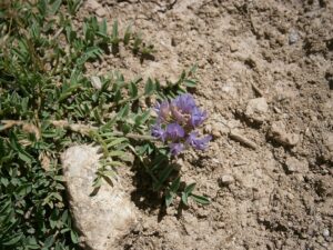 Astragalus leontinus