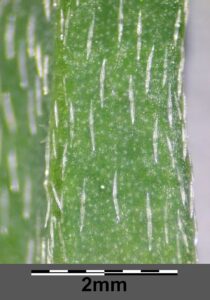 Astragalus muelleri