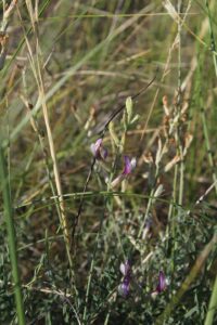 Astragalus pallescens
