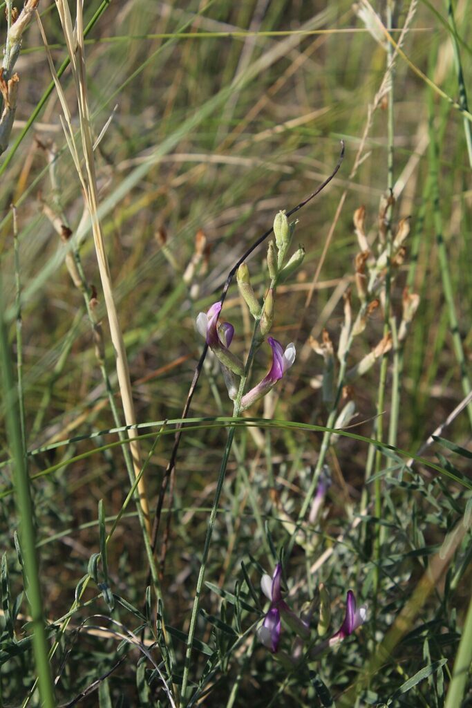 Astragalus pallescens