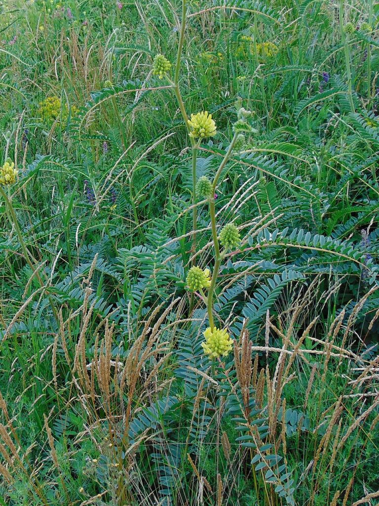 Astragalus ponticus