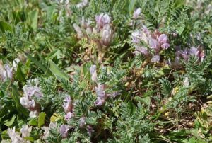 Astragalus sempervirens