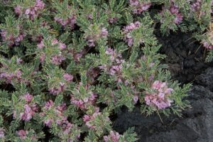Astracantha sicula