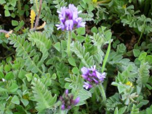 Astragalus stella