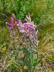 Astragalus varius