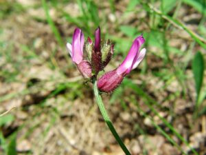 Astragalus vesicarius subsp. vesicarius