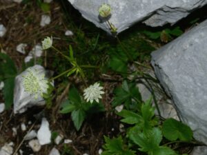 Astrantia bavarica