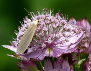 Astrantia major subsp. major