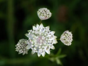 Astrantia minor