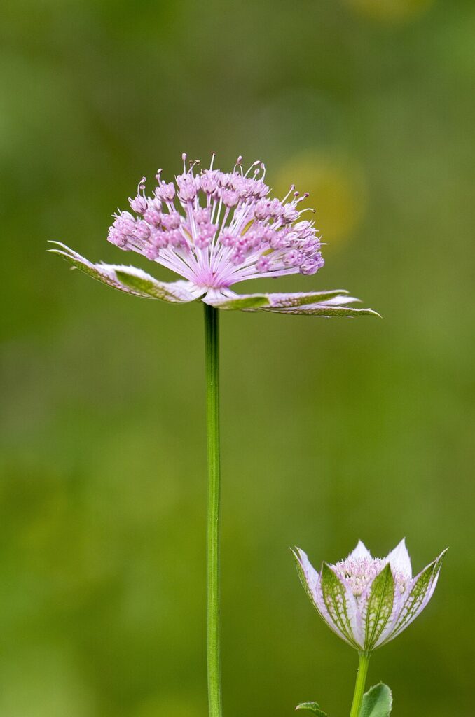 Astrantia maxima