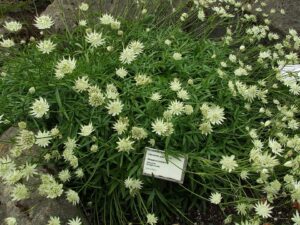 Astrantia pauciflora subsp. pauciflora