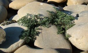 Astrodaucus littoralis
