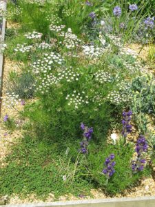 Athamanta turbith subsp. turbith