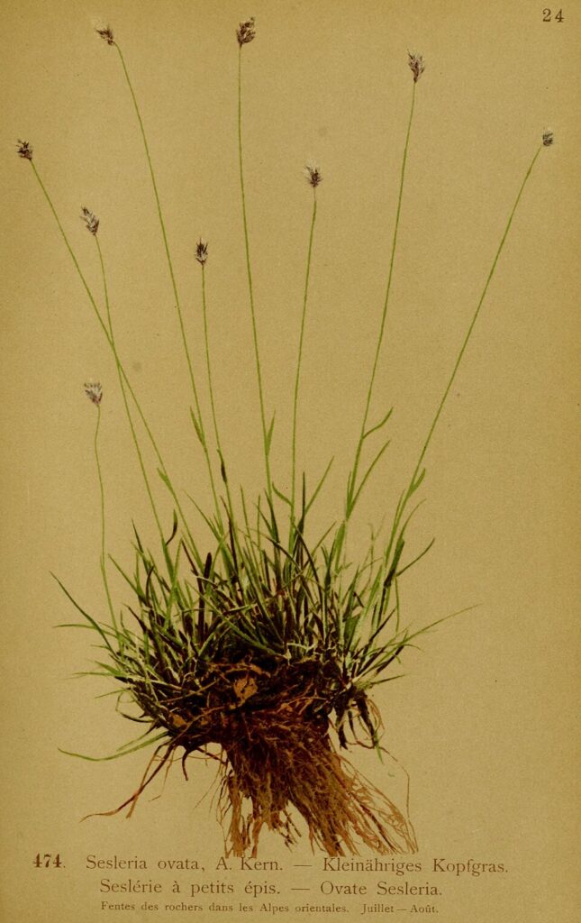 Sesleria ovata
