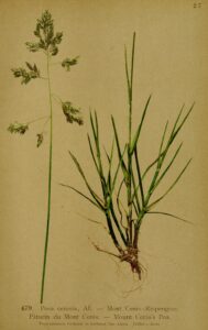 Poa cenisia