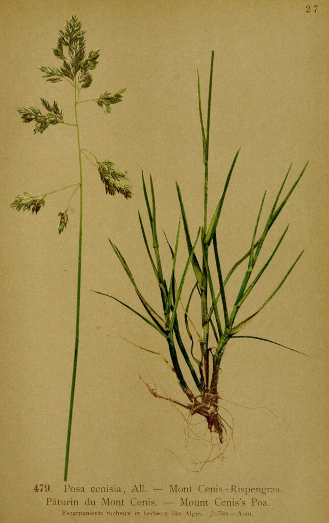 Poa cenisia