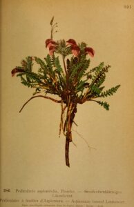 Pedicularis asplenifolia