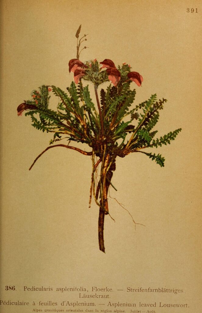 Pedicularis asplenifolia
